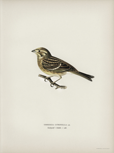 Yellowhammer Emberiza citrinella
