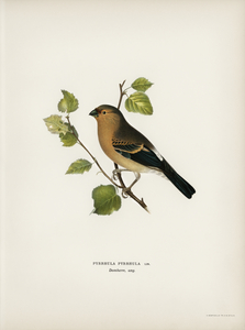 Eurasian Bullfinch Pyrrhula pyrrhula