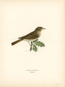 Thrush Nightingale Luscinia luscinia