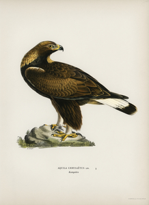 Golden Eagle Aquila chrysaetos