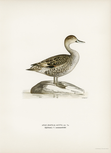 Northern Pintail Anasdafila acuta