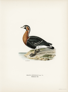 Red-breasted Goose Branta ruficollis