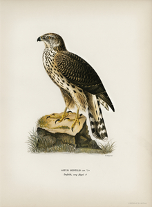 Goshawk Accipiter gentilis