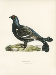 Black grouse Lyrurus tetrix