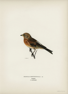 Brambling Fringilla montifringilla