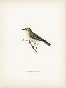 Tree warbler Hypolais hipolais