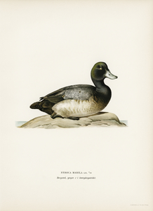 Greater Scaup Scaup female Nyroca marila