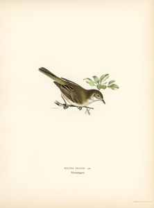 Common whitethroat Sylvia communis