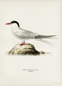 Arctic tern Sterna paradisaea