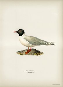 Little gull Larus minutus