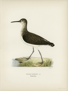 Green Sandpiper Totanus ochropus