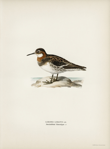 Red-necked Phalarope lobipes lobatus