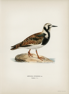 Ruddy turnstone arenaria interpres 