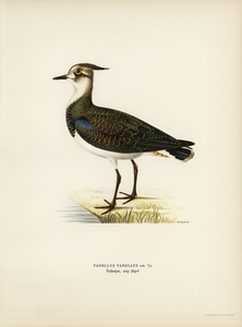 Nortnern lapwing vanellus vanellus
