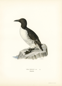 Uria troille