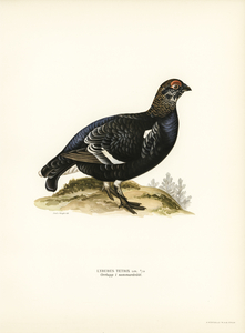 Black grouse Lyrurus Tetrix