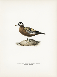 phalaropus fulicarius jourdaini