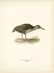 Water rail Rallus aquaticus