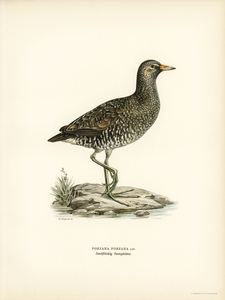 Water rail Rallus Aquaticus