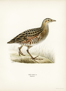 Common Buzzard BUTEO BUTEO