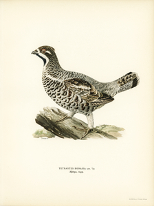 Hazel grouse Tetrastes bonasia