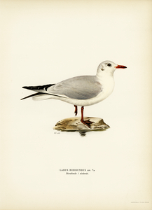 Black-headed gull Larus Ridibundus