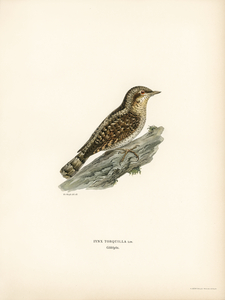 Eurasian wryneck Jynx torquilla