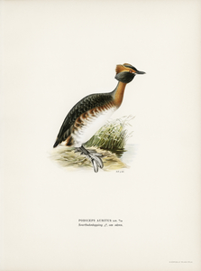 Horned grebe-in spring Podiceps auritus