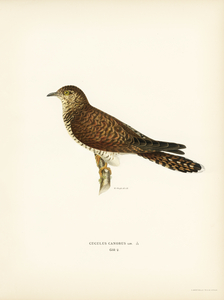 Common cuckoo-female ♀ Cuculus canorus
