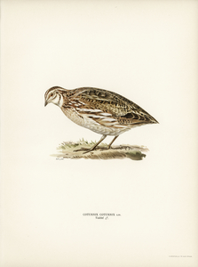 Common quail Coturnix coturnix