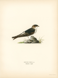 Young common house-martin Hirundo urbica