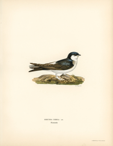 Hirundo Urbica