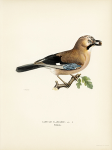 Eurasian jay Garrulus glandarius