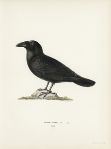 Common raven Corvus corax