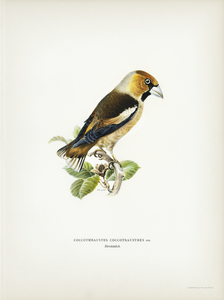 Hawfinch Coccothraustes coccothraustes