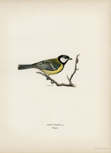 Talgoxe PARUS MAJOR LIN.