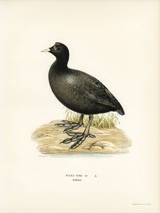 Eurasian coot Fulica atra