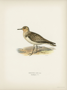 Sanderling Crocethia alba