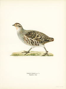 Grey partridge PERDIX PERDIX