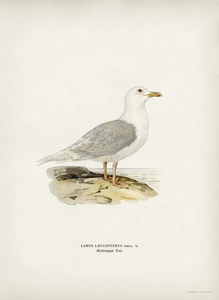 LARUS LEUCOPTERUS
