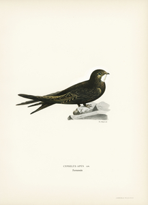 The Common Swift Cypselus Apus