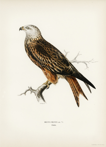 Red Kite Milvus milvus