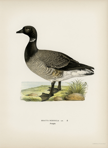 Brant Goose Branta bernicla