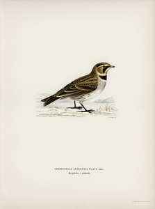 Horned lark Eremophila alpestris flava