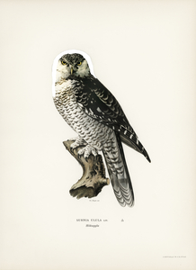 Northern hawk-owl SURNIA ULULA