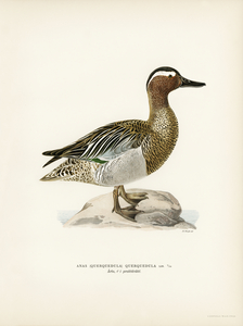 Garganey male Anas querquedula
