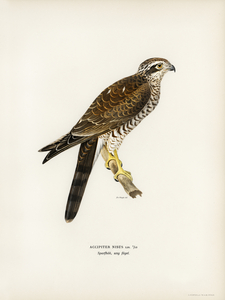 Eurasian Sparrowhawk Accipiter nisus