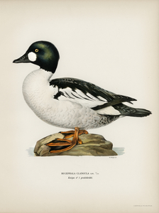 Lesser blak-backed gull Larus fuscus