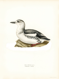 Black guillemot URIA GRYLLE
