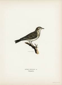 Tree pipit Anthus trivialis